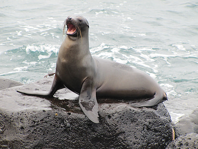 sea lion on rock thumbnail
