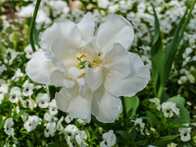 closeup photo of white tulip flower thumbnail