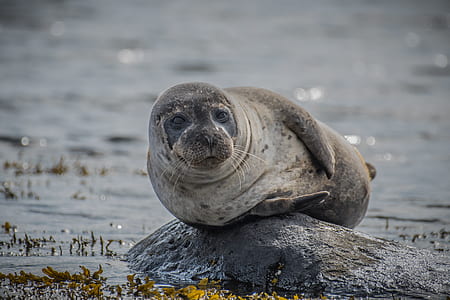 gray seal on rock during daytime thumbnail