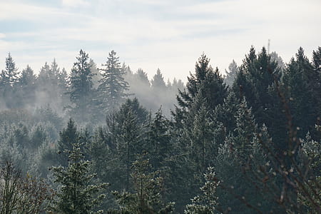 trees covered with mist thumbnail