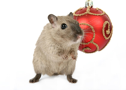 gray laboratory mouse and red bauble thumbnail