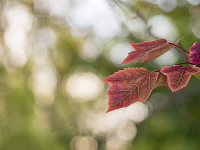 selective focus photography of plant leaves thumbnail