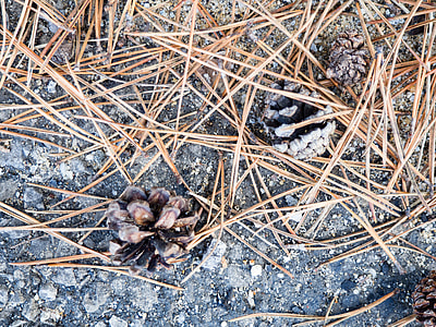 dried leaf on gray stone thumbnail