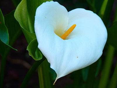Common Calla, Zantedeschia Aethiopica thumbnail