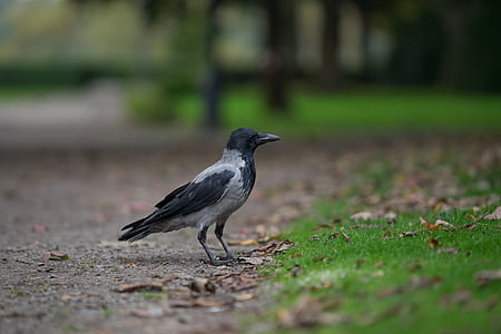 Black Winged Crow on Grass Field thumbnail