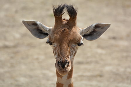 close-up photo of giraffe at daytime thumbnail