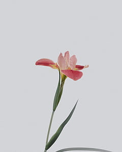 close up photo of pink petaled flower thumbnail