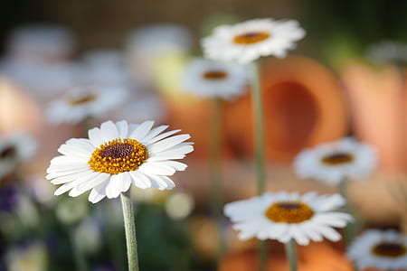 white daisy flowers thumbnail