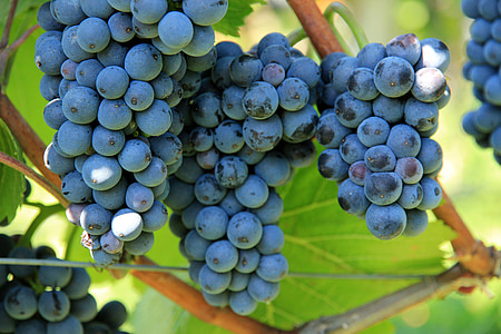 four bunch of grapes thumbnail