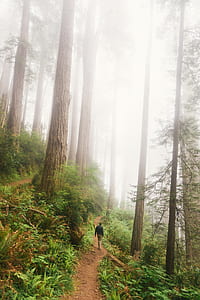person walking on forest thumbnail