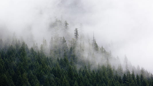 aerial photography of foggy forest thumbnail