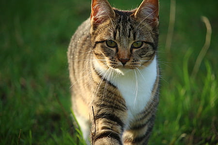 cat walking outdoor thumbnail