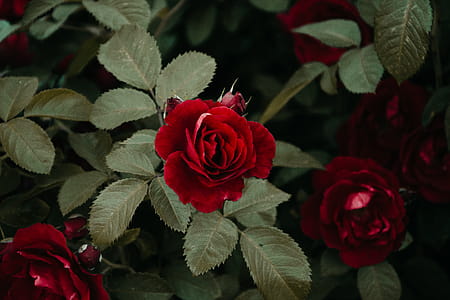 Shallow Focus Photography of Red Rose thumbnail