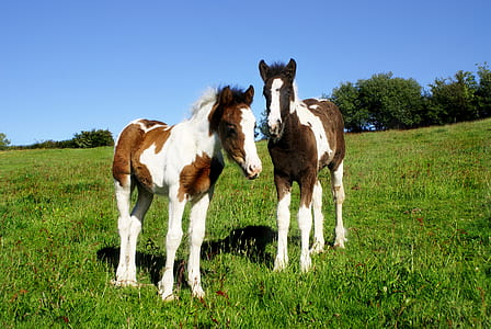 two brown-and-white horses standing on green grass field thumbnail