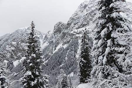 pine trees covered with snow thumbnail