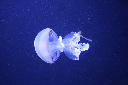 jellyfish in water thumbnail