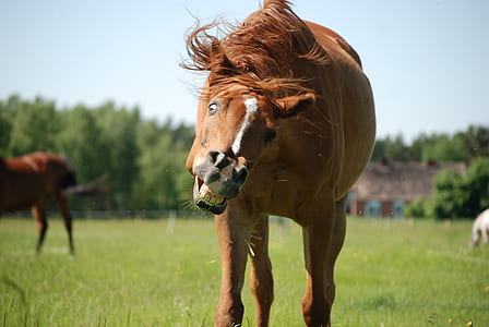 brown and white coated horse thumbnail