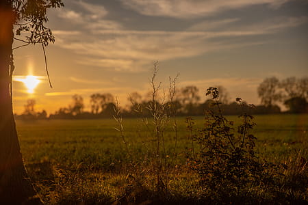 Selective Focus Photo of Plants During Dawn thumbnail