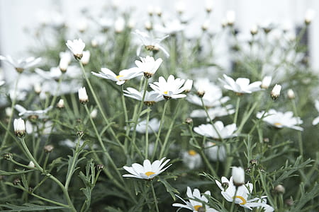 nature, field, flowers, summer thumbnail