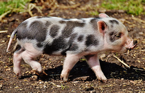 pig walking on soi thumbnail