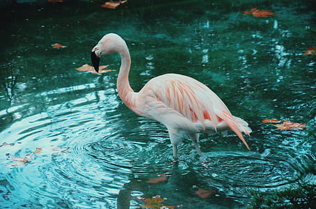 flamingo in water thumbnail