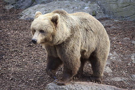 brown bear thumbnail