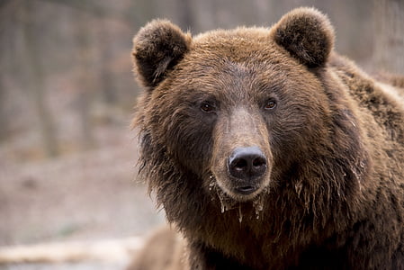 shallow focus photography of brown bear thumbnail