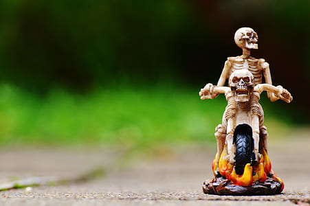 selective focus photography two gray skull miniature thumbnail