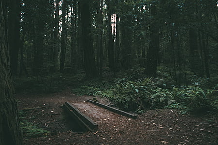 forest, nature, plants, trees, woods thumbnail