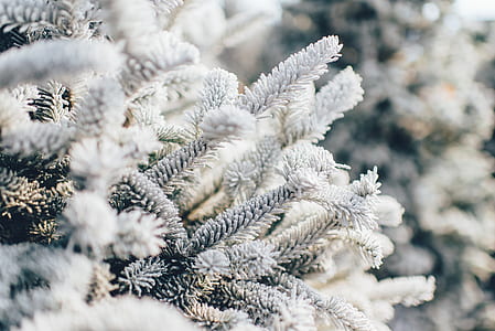 close-up photo of white pine trees thumbnail