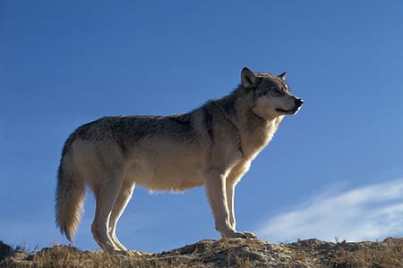 low-angle photography of white and black wolf on grass under blue sky during daytime thumbnail