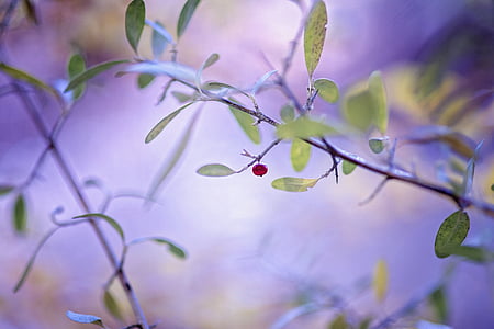 green leaf plant close up photo thumbnail