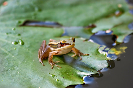 selective focus photography of green frog on leaf thumbnail