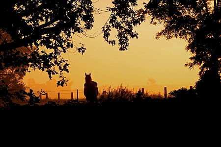 brown horse near fence during sunset thumbnail