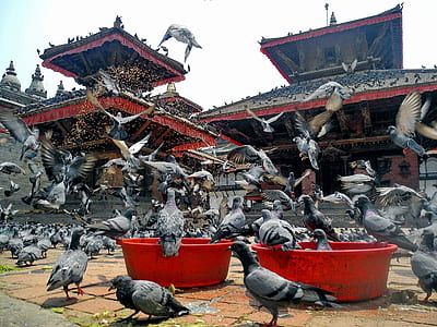 flock of gray pigeons flying near shrine thumbnail