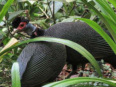 close-up photography of two guineafowls thumbnail
