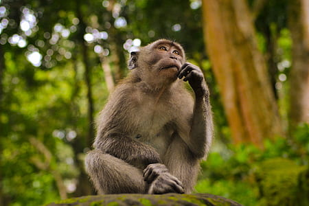 shallow focus photography of brown monkey thumbnail