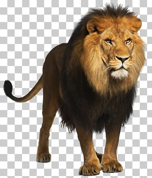 Lion Computer file, Lion , brown lion PNG clipart