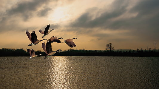 five brown birds flying above the river thumbnail