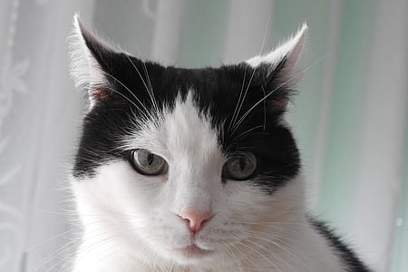 black and white tuxedo cat thumbnail