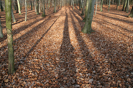 shades of trees thumbnail