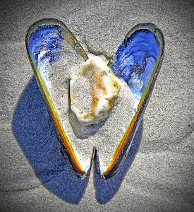 seashell and sands photography thumbnail