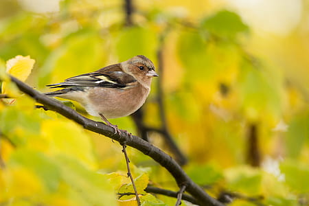 selective focus photo of brown bird perching on branch thumbnail