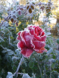 red petaled rose thumbnail