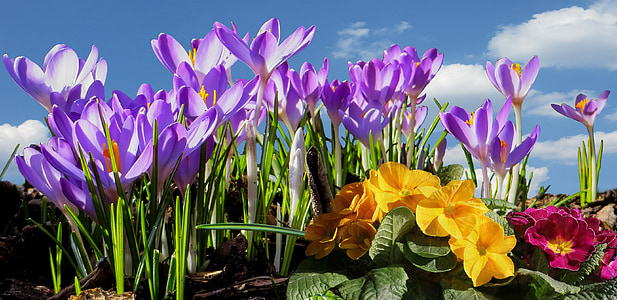 purple flowers thumbnail