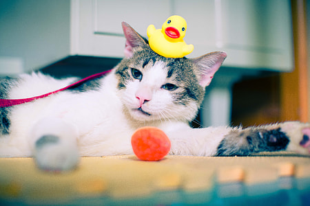 brown and white tabby cat lying on floor with yellow duckling toy on focus photo thumbnail