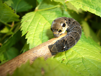 gray caterpillar on leaf thumbnail