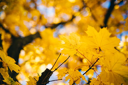shallow focus photography of leaves thumbnail