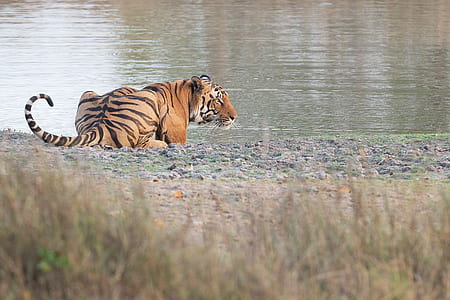 brown tiger lying beside lake during daytime thumbnail