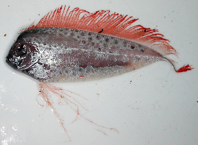 Spotted ribbonfish - Desmodema ploystictum thumbnail